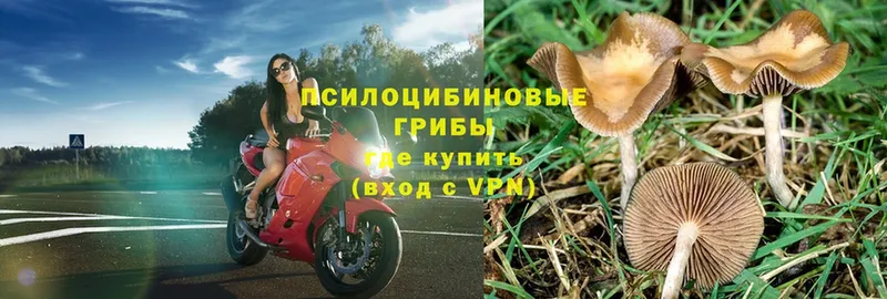 Псилоцибиновые грибы Magic Shrooms  Амурск 